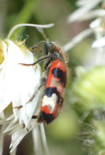 Réf. 289 095 : Trichodes apiarius